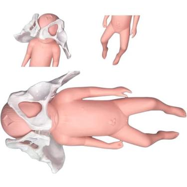 Imagem de Modelo De Entrega De Pelve Feminina, Modelo Pélvico De Parto, Modelo De Pelve Infantil, Padrão De Obstetrícia Com Sínfise De Bebê E Pélvico-púbico Para Ensino