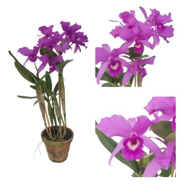Imagem de Orquidea Cattleya Skinneri Guarianthe Tipo Flor Adulta Roxa