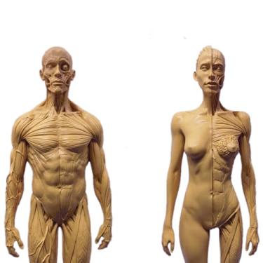 Imagem de Modelo anatômico do sistema musculoesquelético humano, figura anatômica feminina e masculina modelo ósseo muscular anatômico humano - para estudo de desenho de artista médico, estudo de sala de aula