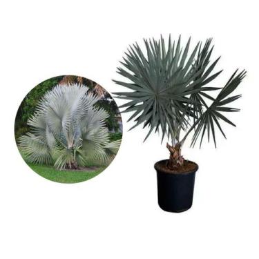 Imagem de Muda de Palmeira Azul 50 a 80cm AMK - Plantas Online - Genérico