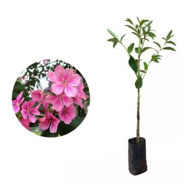 Imagem de Muda de Quaresmeira Rosa 50 a 80cm AMK - Plantas Online - Genérico