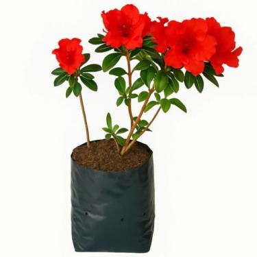 Imagem de Sacos para Mudas de Plantas, 20x30 cm, Kit com 250 Unidades, Plástico Preto para Plantio