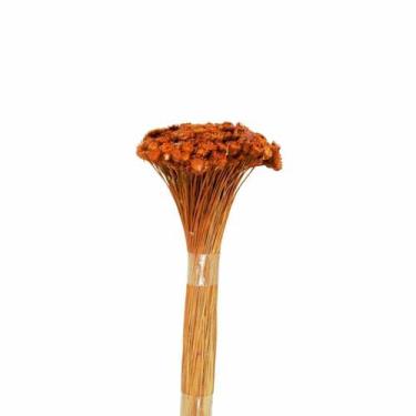 Imagem de Plantas Seca Botão Margarida Desidratado Laranja - Pense Flores