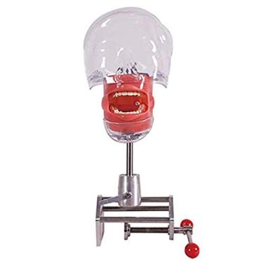 Imagem de Modelo de ensino, simulador dentário manequim cabeça fantasma modelo de cabeça fantasma dental com suporte de banco para faculdades de odontologia demonstração prática