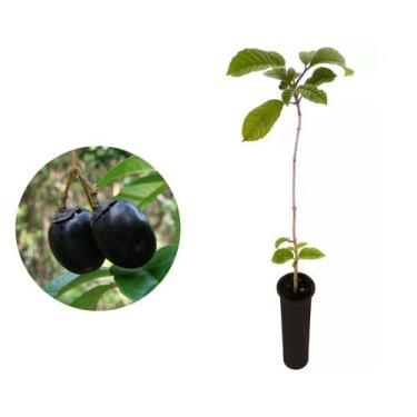 Imagem de Muda de Taruma 20 a 40cm AMK - Plantas Online - AMK Jardinagem e Paisa
