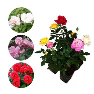 Imagem de Muda de Mini Rosa 20 a 40cm AMK - Plantas Online - AMK Jardinagem e Pa