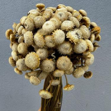 Imagem de Flor sempre Viva - Botão Girassol - Natural e Desidratado