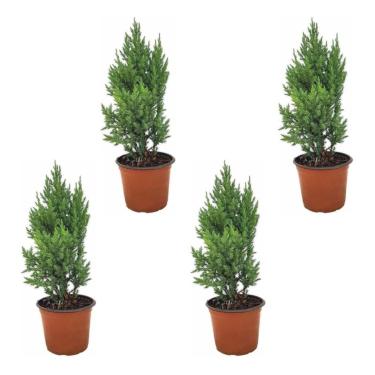 Imagem de Kit 4 Muda Tuia Strickta Pinheiro Pinheirinho Natal Natural