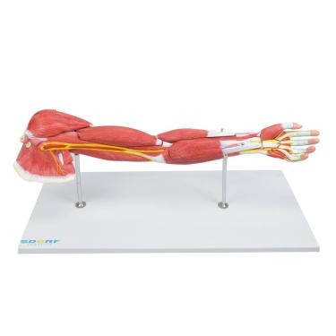 Imagem de Braço Músculos Destacáveis Vasos e Nervos em 7 Partes Sdorf