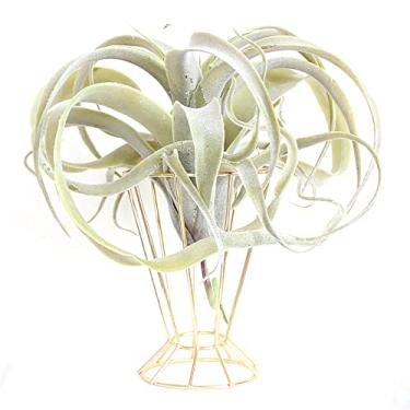 Imagem de Yajun Suporte de planta de ar arte de ferro suportes de metal moderno interior ao ar livre geométrico prateleiras de flores para escritório em casa decoração de varanda, ouro, 10,5 * 15 cm