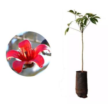 Imagem de Muda de Paineira Vermelha Altura de 0,40 cm a 0,80 cm - Plantas