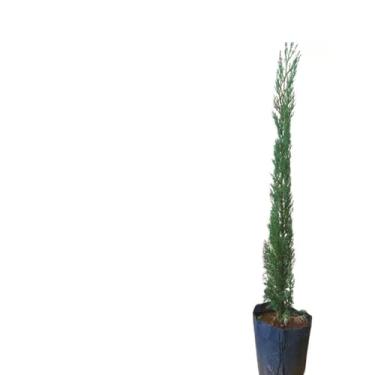 Imagem de Muda de Cipreste Italiano (Cupressus sempervirens) Altura de 20 a 40cm – Planta para cerca viva, paisagismo vertical, vasos grandes, jardins formais, crescimento ereto, ornamental e resistente