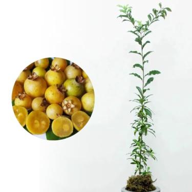 Imagem de AMK Jardinagem e Paisagismo, Muda de Guavira 20 a 40cm AMK - Plantas Online