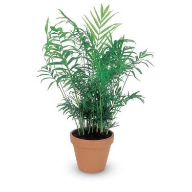 Imagem de Muda Palmeira Chamaedorea - no-brand