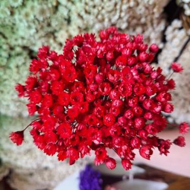 Imagem de Kit 1.600 Flores Sempre-Vivas Tipo 1 Extra | Flores Secas Naturais p/ Decoração, Arranjos e Presentes | Buquês Premium | Oferta Especial(Vermelho)