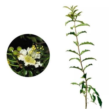 Imagem de Muda de Dedaleira 20 a 40cm AMK - Plantas Online - AMK Jardinagem e Pa