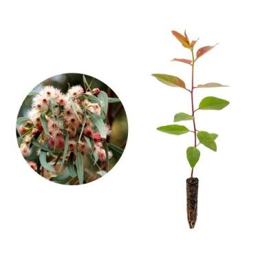 Imagem de Muda de Eucalipto Camaldulensis 20 a 40cm AMK - Plantas Online - AMK J