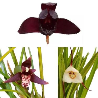 Imagem de Kit 3 Orquídeas Raras Negra Coquinho Dracula Adultas Lindas Flores Exó