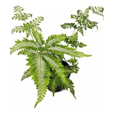 Imagem de Muda Samambaia Prateada Prata Variegata Folhagem Natural P10