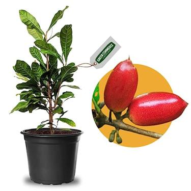 Imagem de Muda de Fruta do Milagre Para Produzir em Vaso - Transforma Azedo em Doce