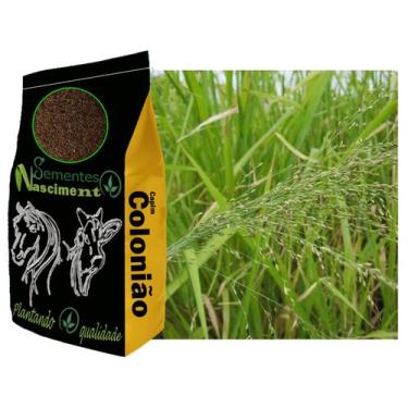 Imagem de 20kg sementes capim colonião pastagem melhorada e resistente - Semente