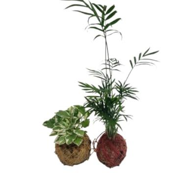 Imagem de Kit 2 Mini Kokedama Jardim Suspenso Vertical Envio Aleatorio