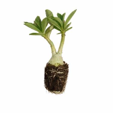 Imagem de Muda de Rosa do Deserto 5 Unidades para jardim vaso - AgroMais Viveiro
