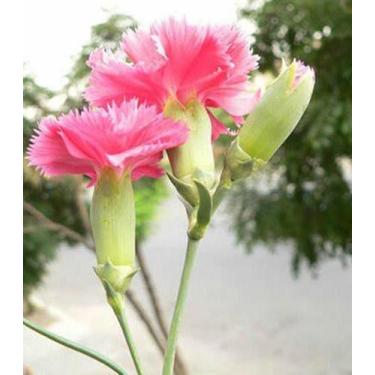 Imagem de 50 Sementes de Cravo / Craveiro / Cravina do poeta. Chabaud Vermelho -