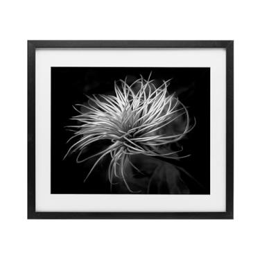 Imagem de Stupell Industries Impressão emoldurada preta com contraste de folhas botânicas torcidas sob vidro, design de Phillip Flowers, 33 x 40