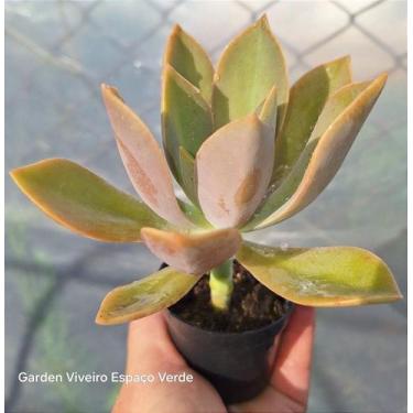 Imagem de Graptoveria Fred Ivis - Muda de Suculenta em Vaso 06 - Garden Viveiro 