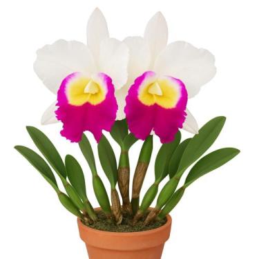 Imagem de Orquídea Cattleya Memoria Anna Balmores Flores Grandes - DoceL@r