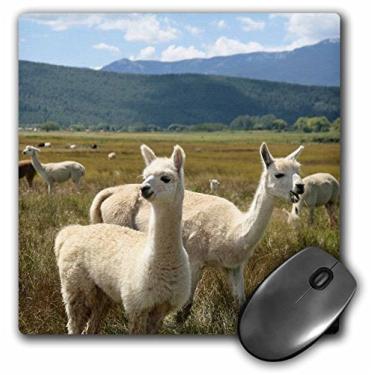 Imagem de 3dRose Mouse pad LLC 20 x 20 x 0,63 cm, Rancho Vitória Alpaca Farm Mora New Mexico Julien McRoberts (mp_92664_1)