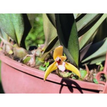 Imagem de Orquídea Maxillaria Híbrida - Plantas Adultas com 3 a 4 Bulbos - Orqui