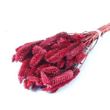 Imagem de Celosia Rabo de Gato - Variação - Pense Flores, Vermelho