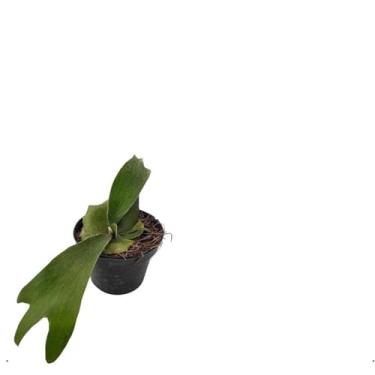 Imagem de Muda Planta Samambaia Chifre De Veado Platycerium Bifurcatum