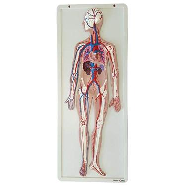 Imagem de Sistema Circulatório Modelo Anatômico