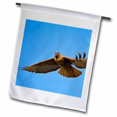 Imagem de 3dRose fl_95637_1 Washington State, Red Tail, Bird-Us48 Glu0042-Gary Luhm Bandeira de jardim, 30,5 x 45,7 cm