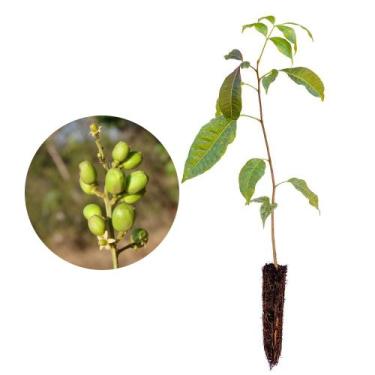 Imagem de Muda de Peito De Pombo 20 a 40cm AMK - Plantas Online - AMK Jardinagem