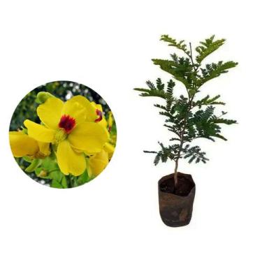 Imagem de Muda de Pau Brasil 20 a 40cm AMK - Plantas Online - AMK Jardinagem e P