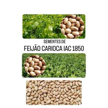 Imagem de Feijão Carioca IAC 1850 - 1KG de Sementes - ISLA SEMENTES