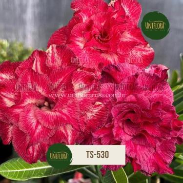 Imagem de Planta Rosa do Deserto tripla Repolhuda TS530 - UNIFLORA
