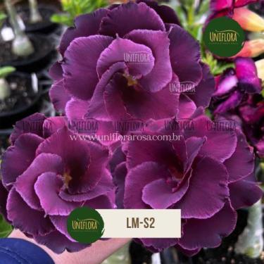 Imagem de Rosa do Deserto roxa tripla LMS2 - UNIFLORA