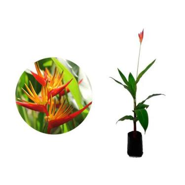 Imagem de Muda de Heliconia 50 a 80cm AMK - Plantas Online - AMK Jardinagem e Pa