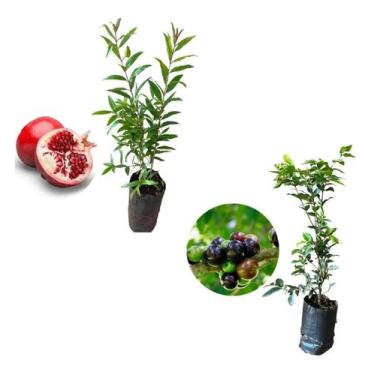 Imagem de Kit 2 Mudas - 1 Romã Americana + 1 Jabuticaba Hibrida - AMK - Jardinag