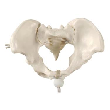 Imagem de EHJRE Modelo Pélvico Feminino de Osso Do Quadril para Ensino E Aprendizagem de Parteira em Obstetrícia