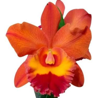 Imagem de 1 Muda De Orquidea Blc Holmes Laranja Muda Linda E Jovem - docel@r