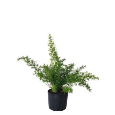 Imagem de Aspargo Pendente - Asparagus densiflorus Sprengeri - Jardim do Vale