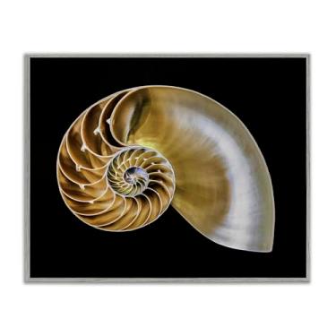 Imagem de Stupell Industries Concha de Nautilus Tan em arte giclée emoldurada cinza preta, design de Mary Lou Johnson, 14 x 11