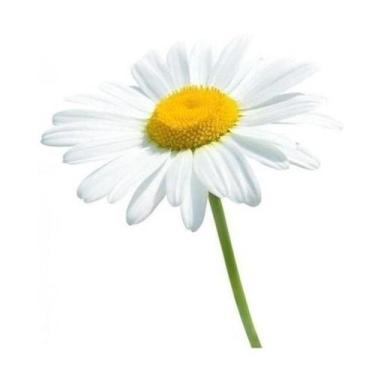 Imagem de 50 Sementes de Margarida Branca Etoile DAnvers - SEEDS