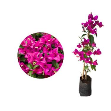 Imagem de Muda de Primavera Indiana Pink - Bouganville ou Três Marias-estaquia -